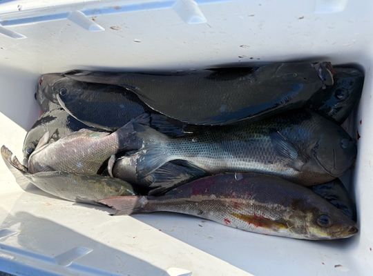 渡船よしだ屋／’２５年１０月２９日（水）　磯釣りの釣果①