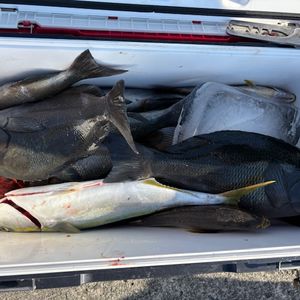 渡船よしだ屋／’２５年１１月７日（金）　磯釣りの釣果①