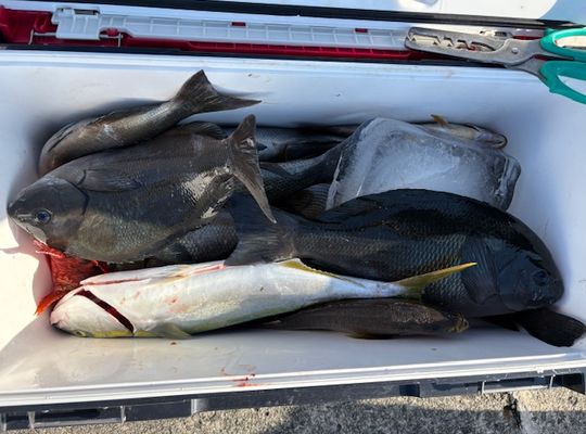 渡船よしだ屋／’２５年１１月７日（金）　磯釣りの釣果①