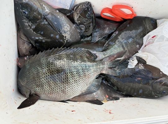 渡船よしだ屋／’２５年１１月２７日（木）　磯釣りの釣果①