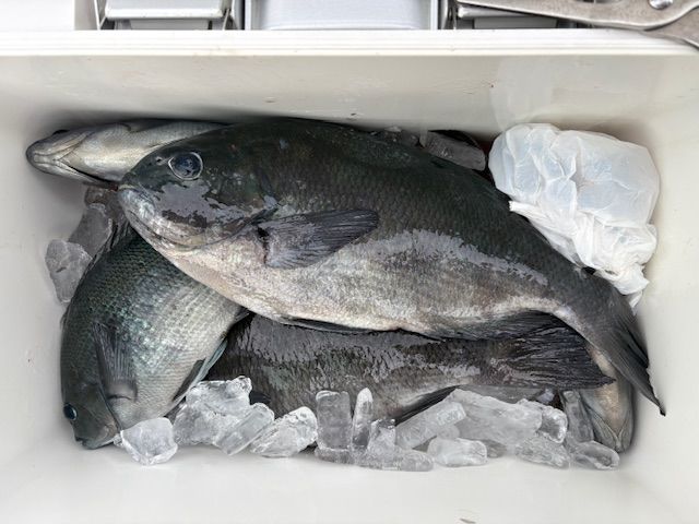 25年12月20日（土） 磯釣りの釣果 | 愛媛を拠点に渡船にまつわる