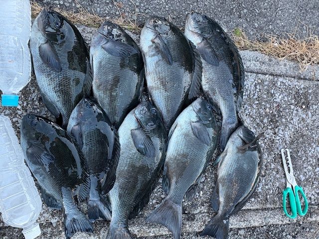 26年1月9日（金） 磯釣りの釣果 | 愛媛を拠点に渡船にまつわる事業