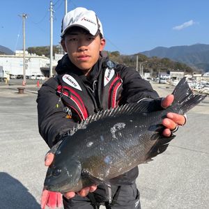 渡船よしだ屋／’２６年２月１２日（木）　磯釣りの釣果①