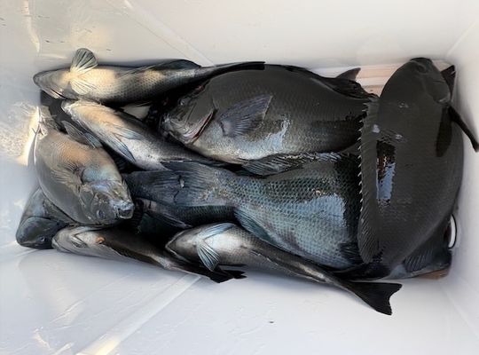 渡船よしだ屋／’２６年２月１９日（木）　磯釣りの釣果①