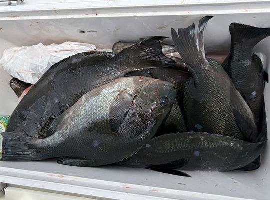 渡船よしだ屋／’２６年５月２４日（日）　磯釣りの釣果①