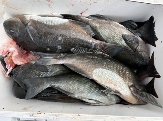 渡船よしだ屋／’２６年６月１１日（木）　磯釣りの釣果①