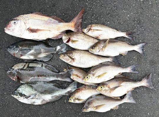 渡船よしだ屋／’２６年７月４日（土）　磯釣りの釣果①
