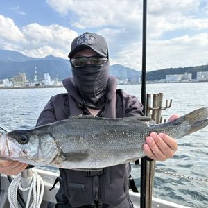渡船よしだ屋／’２６年１０月１３日（火）　磯釣りの釣果①