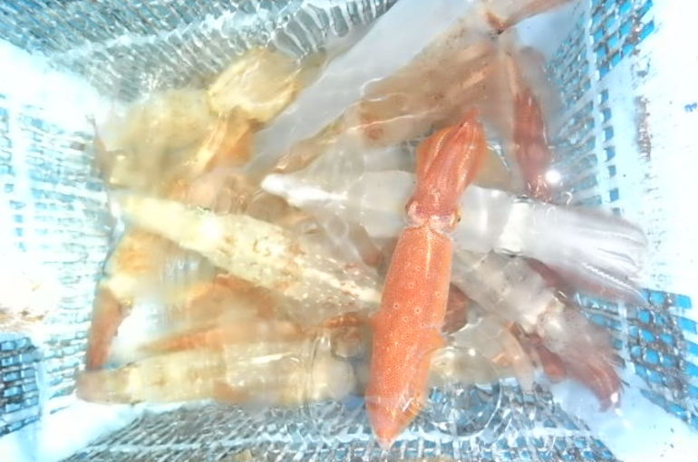 渡船 よしだ屋／７月１０日（土）　夜イカメタル船の釣果①