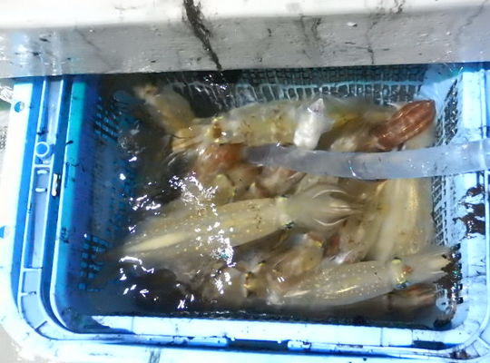 渡船 よしだ屋／７月１１日（日）　夜イカメタル船の釣果①
