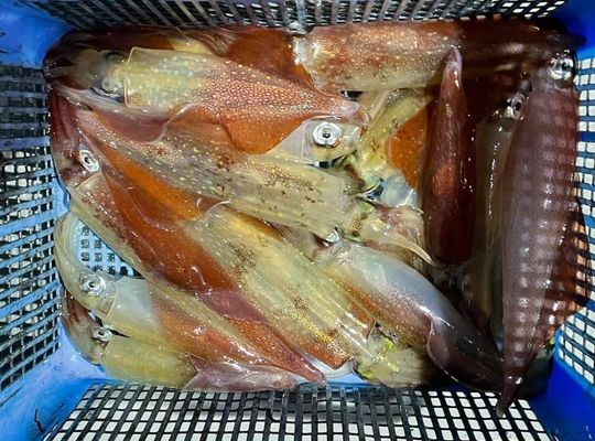 渡船 よしだ屋／７月１７日（土）　夜イカメタル船の釣果①