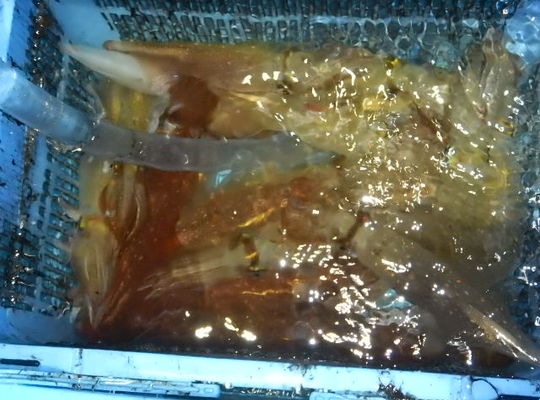 渡船 よしだ屋／７月２２日（木）夜イカメタル船の釣果①