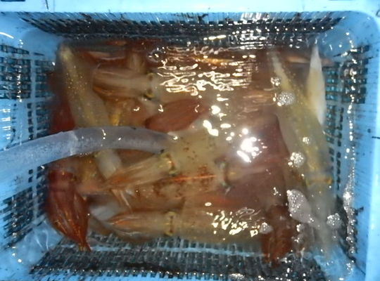 渡船 よしだ屋／７月２８日（水）　夜イカメタル船の釣果①