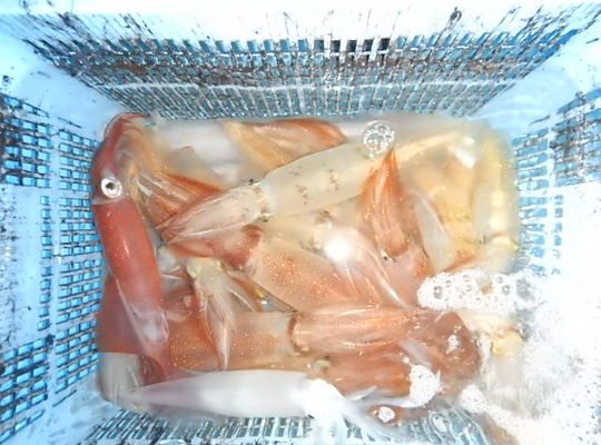 渡船 よしだ屋／７月２９日（木）　夜イカメタル船の釣果①