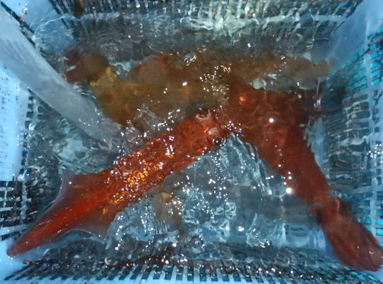 渡船 よしだ屋／９月５日（日）　夜イカメタル船の釣果①