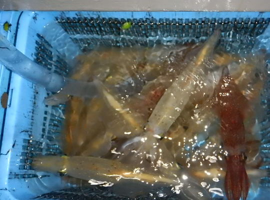 渡船 よしだ屋／９月６日（月）　夜イカメタル船の釣果①