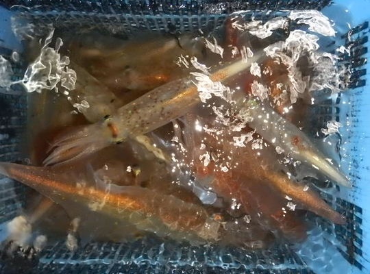 渡船 よしだ屋／９月１０日（金）　夜イカメタル船の釣果①